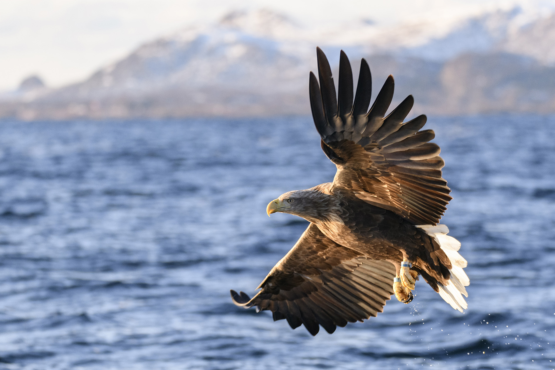 White-tailed sea eagles – Return of the Native